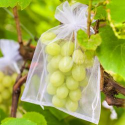 Sacchetti di organza 26 x 35 cm - bianco Protezione dell'uva