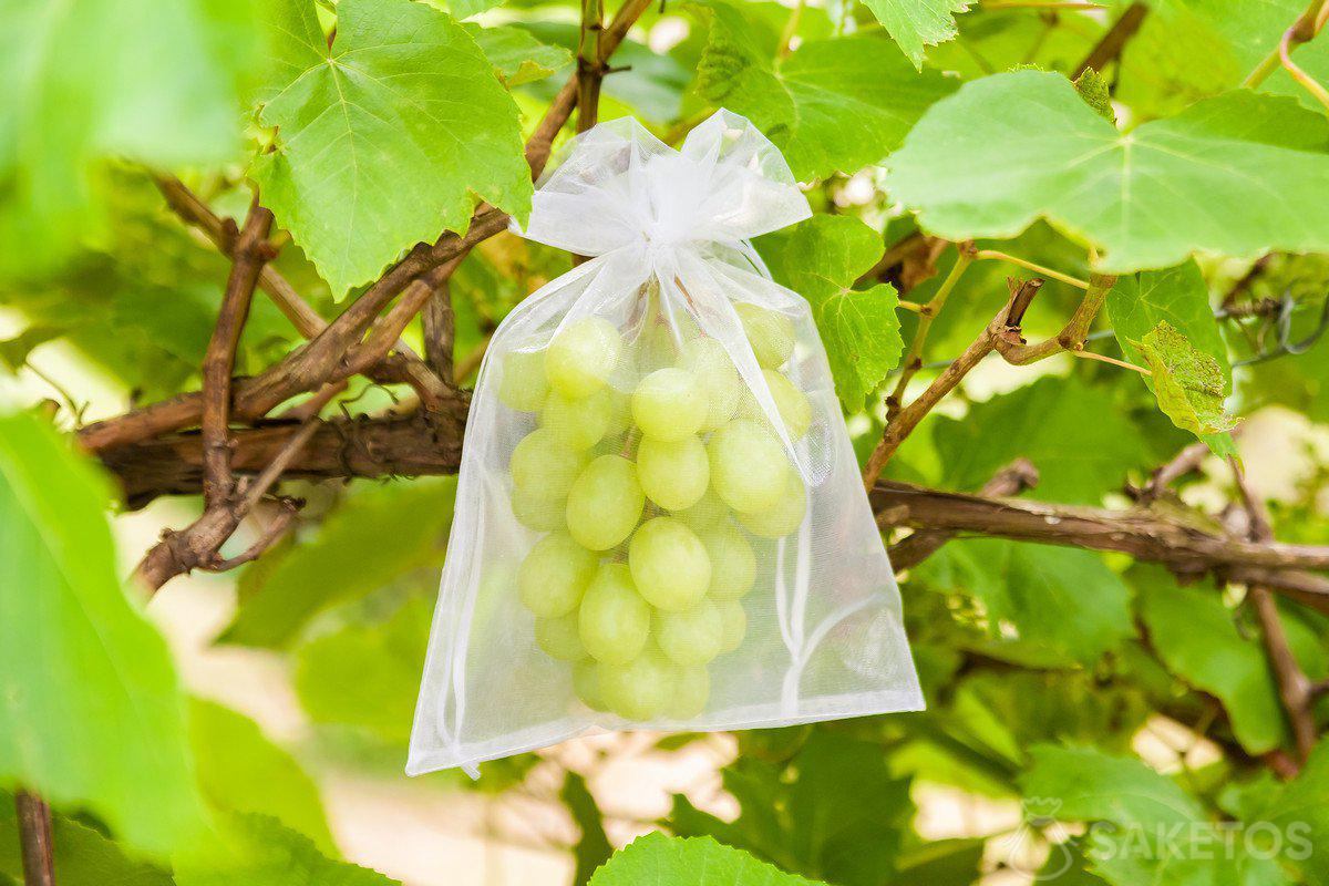 protezione dell'uva
