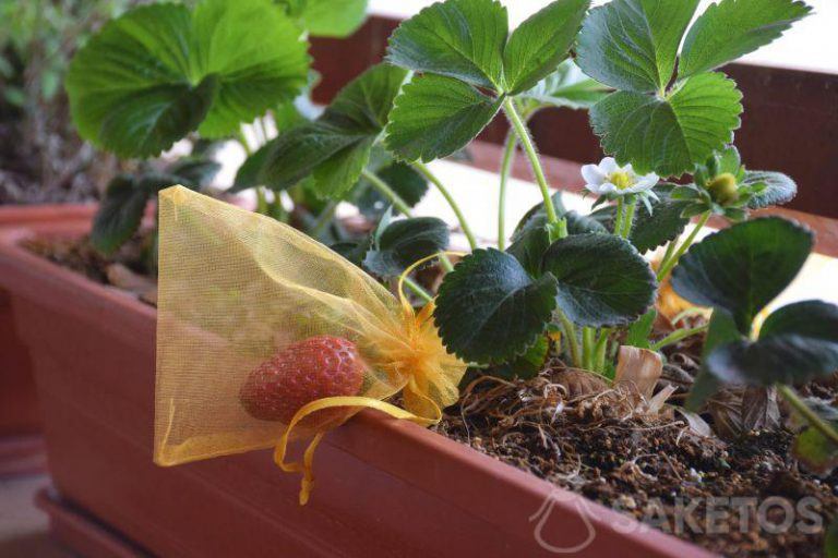 Plant protection - strawberry in an organza bag. Protection of plants, fruits, grapes