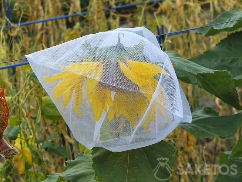 Proteggere i semi di girasole dagli uccelli - sacchetti protettivi per il giardino