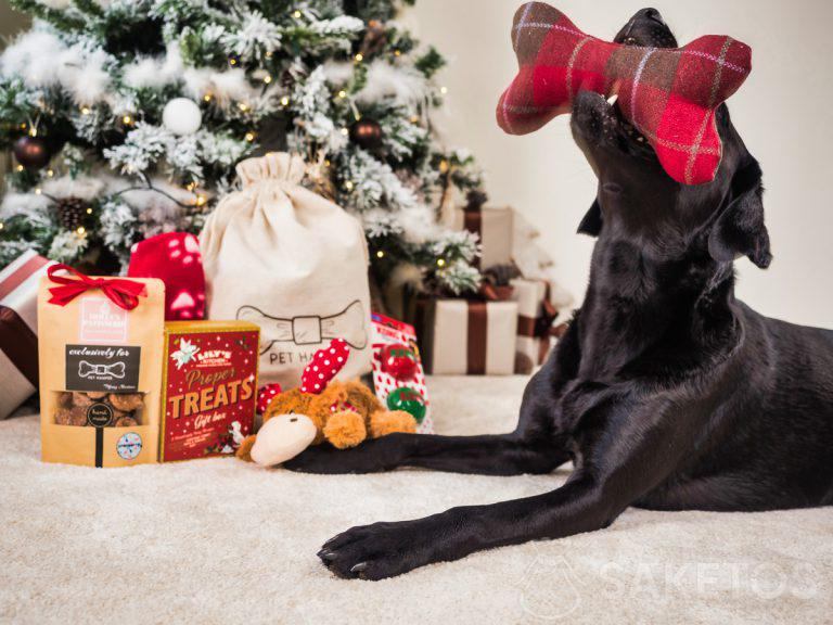 confezione regalo per cani e gatti - confezione regalo per il vostro animale domestico