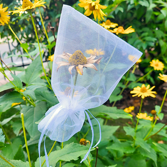 Sacchetto in organza per la protezione dei semi delle piante