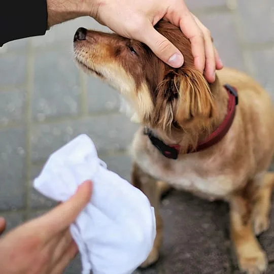 Conservare le leccornie per il vostro animale domestico