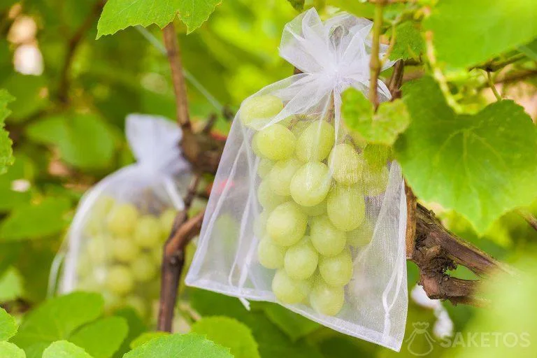 Zanzariera per frutta