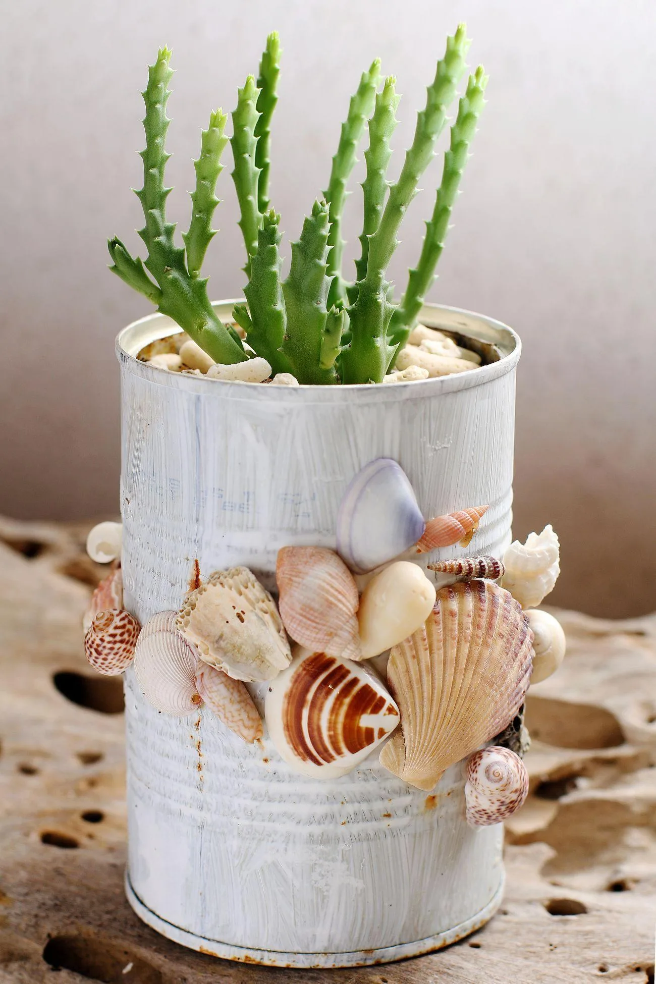 Cosa tenere dentro le conchiglie? Usali per creare decorazioni per la casa fai-da-te