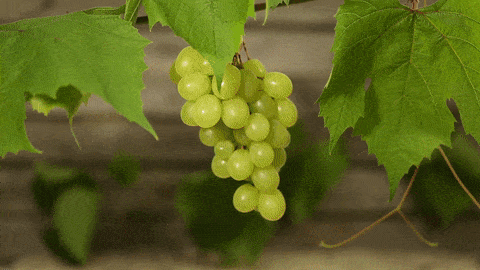 Sacchetti di organza